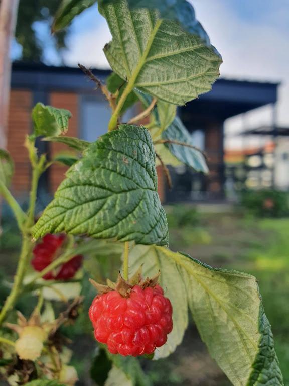 Houten Huisje Tussen Paarden Nieuwerkerken المظهر الخارجي الصورة