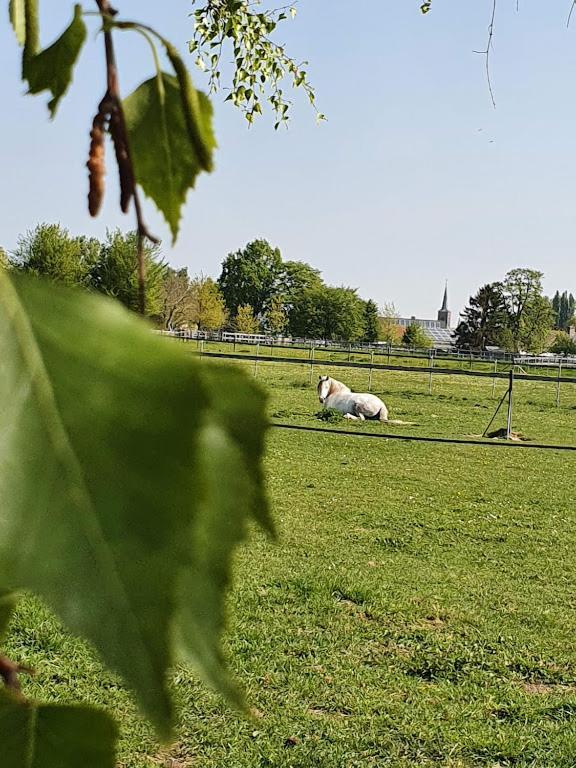 Houten Huisje Tussen Paarden Nieuwerkerken المظهر الخارجي الصورة