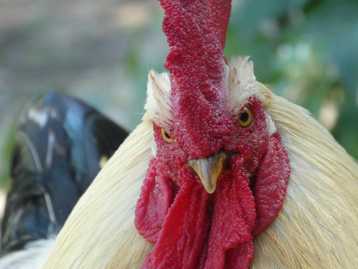 Houten Huisje Tussen Paarden Nieuwerkerken المظهر الخارجي الصورة