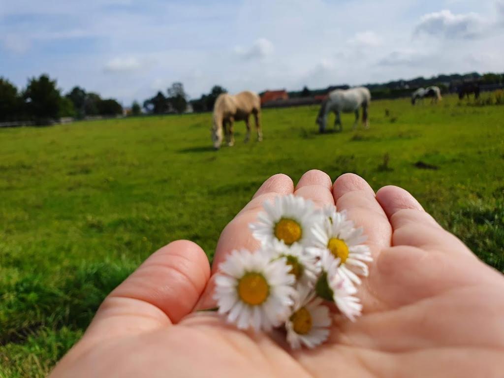 Houten Huisje Tussen Paarden Nieuwerkerken المظهر الخارجي الصورة