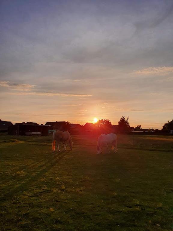Houten Huisje Tussen Paarden Nieuwerkerken المظهر الخارجي الصورة