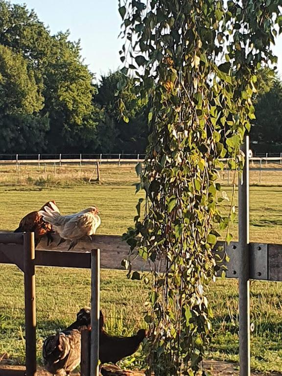 Houten Huisje Tussen Paarden Nieuwerkerken المظهر الخارجي الصورة